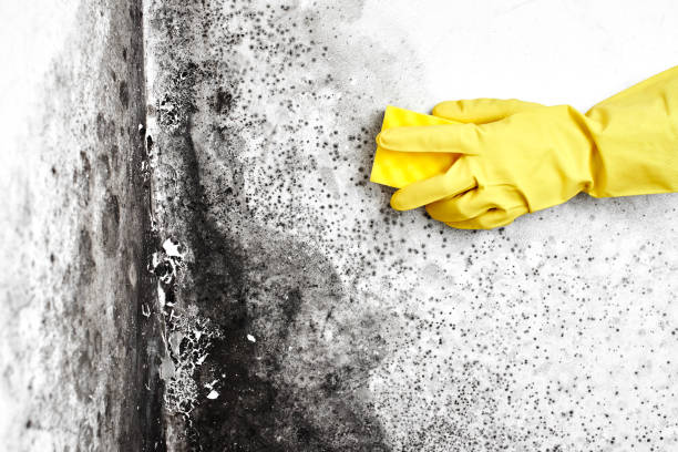 Best HVAC Mold Inspection and Cleaning  in West Hattiesburg, MS