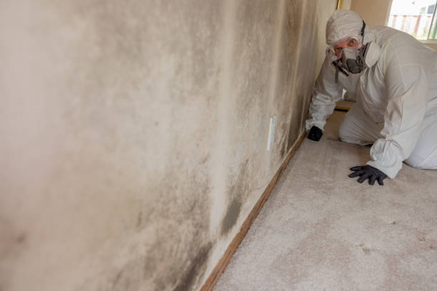  West Hattiesburg, MS Mold Removal Pros